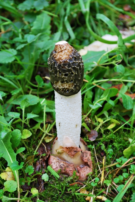 Phallus impudicus